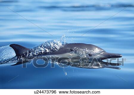 Stock Photograph - Long-beaked common dolphin surfacing. Midriff Islands, Gulf of California, Mexico.. Fotosearch