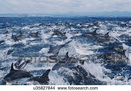 Picture - Long Beaked Common Dolphins (Delphinus capensis) travelling in super pod. Plettenberg Bay, South Africa. Fotosearch