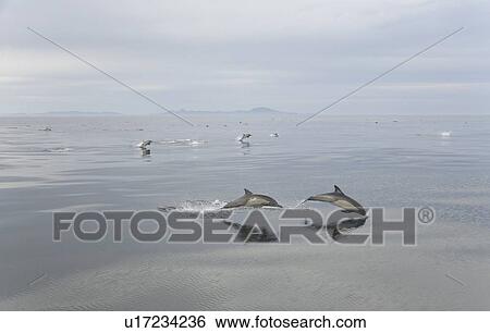 Stock Photograph - Long-Beaked Common Dolphins (Delphinus capensis). Off the west coast of Baja California, Mexico. Fotosearch