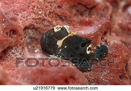Stock Photo - Long lure frogfish. Cayman.. Fotosearch