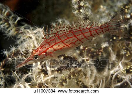 Picture - Long nose Hawk fish (Oxycirrhites typus). Mabul Island, Borneo, Malaysia. Fotosearch