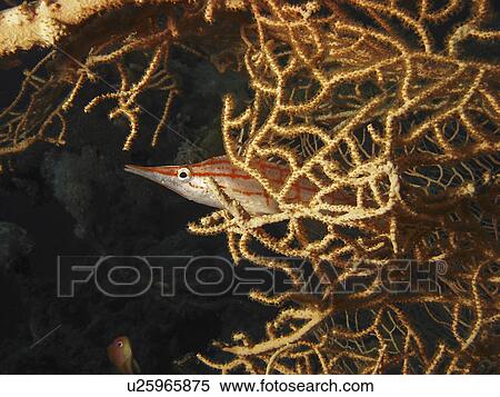 Stock Photography - Long nose hawkfish ( Oxycirrhites typus) peeking out of a gorgonian. Dahab. Red Sea. Egypt.. Fotosearch