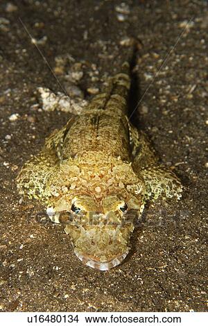 Picture - Long snout flathead, (Thysanophrys chiltonae), Dumaguete, s, Philippines. Fotosearch