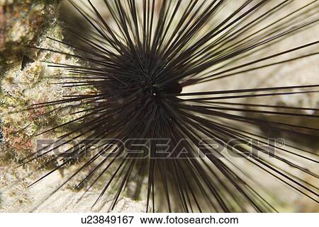 Stock Photo -  Long Spined Urchin. Red Sea.. Fotosearch