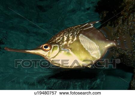 Longsnout bellowfish, Notopogon macrosolen; deep water fish found in southeast Atlantic; photo taken in captivity View Large Photo Image Stock Photo - Longsnout bellowfish, Notopogon macrosolen; deep water fish found in southeast Atlantic; photo taken in captivity. Fotosearch