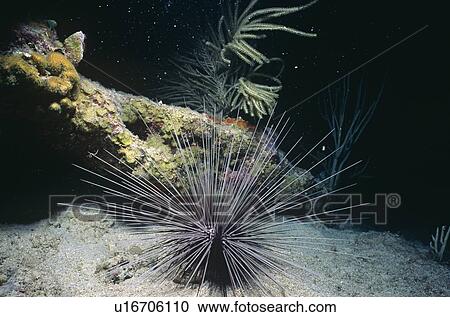 Stock Image - Longspread Urchin (Diadema antillarum). British Virgin Islands.. Fotosearch