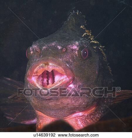 Stock Image - Lump sucker (Cyclopterus lumpus). Male in breeding colours. Babbacombe, Torquay, South Devon, UK.. Fotosearch