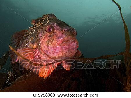 Lump sucker (Cyclopterus lumpus). Male in breeding colours, swimming amongst seaweed. Babbacombe, Torquay, South Devon, UK. View Large Photo Image Stock Photo - Lump sucker (Cyclopterus lumpus). Male in breeding colours, swimming amongst seaweed. Babbacombe, Torquay, South Devon, UK.. Fotosearch