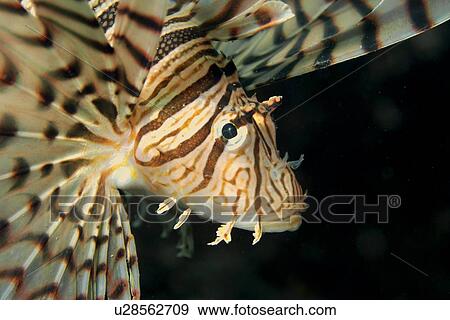 Luna Lion Fish (Pterois lunulata) head detail. Seopsom island, Jeju-Do, South Korea (East Sea) View Large Photo Image Stock Photo - Luna Lion Fish (Pterois lunulata) head detail. Seopsom island, Jeju-Do, South Korea (East Sea). Fotosearch