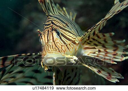 Luna lion fish, Pterois lunulata, Seopsom island, Jeju-Do, South Korea (East Sea) View Large Photo Image Stock Photo - Luna lion fish, Pterois lunulata, Seopsom island, Jeju-Do, South Korea (East Sea). Fotosearch