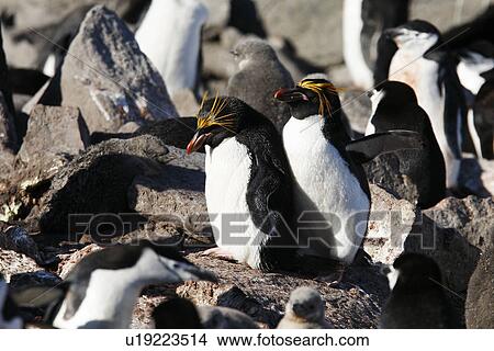 Picture - Macaroni penguin pair (Eudyptes chrysolophus) nesting among chinstrap penguins (Pygoscelis Antarctica) on Elephant Island in the South Shetland Island Group, Antarctica.. Fotosearch