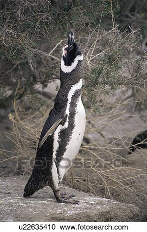 Stock Image - Magellanic Penguin (Spheniscus magellanicus) male calling as territorial display. Punta Tombo Natural Reserve, Chubut Province, Argentina. Fotosearch