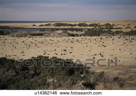 Magellanic Penguin (Spheniscus magellanicus) view of colony. Punta Tombo Natural Reserve. Chubut Province, Argentina. View Large Photo Image Stock Photograph - Magellanic Penguin (Spheniscus magellanicus) view of colony. Punta Tombo Natural Reserve. Chubut Province, Argentina.. Fotosearch