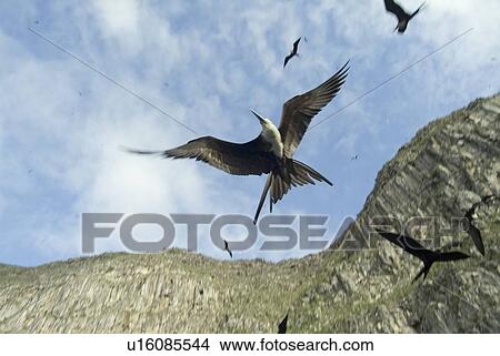 Magnificent frigatebirds (Fregata magnificens). Galapagos. (rr) View Large Photo Image Picture - Magnificent frigatebirds (Fregata magnificens). Galapagos. (rr). Fotosearch