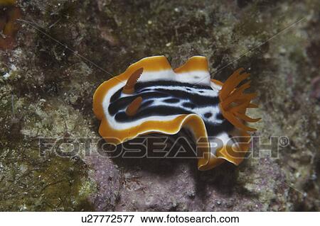 Stock Photo - Magnificent Nudibranch (Chromodoris magnifica), superb orange, black & white markings viewed from oblique angle, Mabul, Borneo, Malaysia, South China Sea. Fotosearch