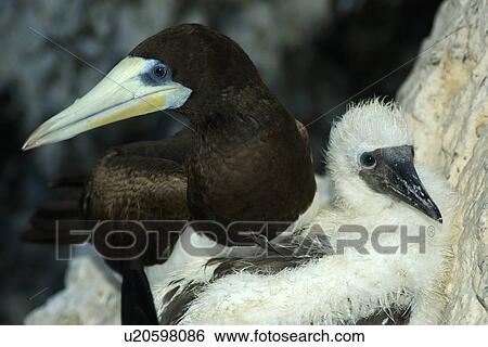 Stock Photograph - Male brown booby, Sula leucogaster, and chick, St. Peter and St. Paul's rocks, Brazil, Atlantic Ocean . Fotosearch