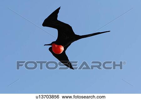 Male great frigate bird (Fregata minor) in flight showing expanded gular pouch near nesting and breeding site on North Seymour Island in the Galapagos Island Group, Ecuador. Pacific Ocean. View Large Photo Image Stock Photograph - Male great frigate bird (Fregata minor) in flight showing expanded gular pouch near nesting and breeding site on North Seymour Island in the Galapagos Island Group, Ecuador. Pacific Ocean.. Fotosearch