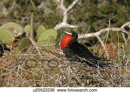 Male great frigate bird (Fregata minor) displaying with bright red gular pouch on nesting and breeding site on North Seymour Island in the Galapagos Island Group, Ecuador. Pacific Ocean. View Large Photo Image Stock Photograph - Male great frigate bird (Fregata minor) displaying with bright red gular pouch on nesting and breeding site on North Seymour Island in the Galapagos Island Group, Ecuador. Pacific Ocean.. Fotosearch