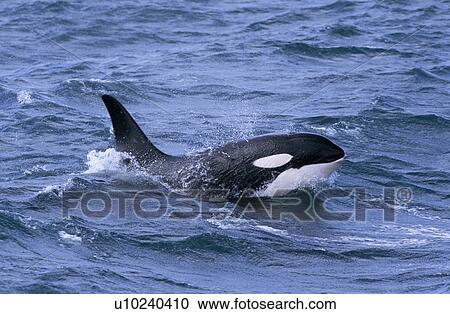 Male Killer whale (Orcinus orca) surfacing, with eye clear of the water, west of Snaefellsness Peninsular, Iceland View Large Photo Image Stock Image - Male Killer whale (Orcinus orca) surfacing, with eye clear of the water, west of Snaefellsness Peninsular, Iceland. Fotosearch