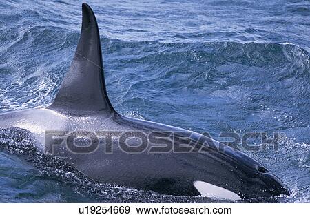Stock Photo - Male Killer whale (Orcinus orca) surfacing west of Snaefellsness Peninsular, Iceland. Fotosearch