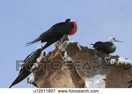 Male Magnificent Frigate bird (Fregata magnificens) with inflated gular sack during mating season near the Baja Peninsula, Mexico. View Large Photo Image Stock Photo - Male Magnificent Frigate bird (Fregata magnificens) with inflated gular sack during mating season near the Baja Peninsula, Mexico.. Fotosearch
