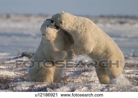 Stock Image - Male Polar Bears, Ursus maritimus, engaged in ritualistic mock fighting (serious injuries are rare), near Churchill, northern Manitoba, Hudson Bay, Canada. Fotosearch