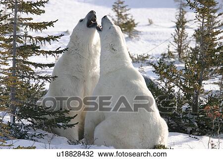 Stock Image - Male Polar Bears, Ursus maritimus, beginning to engage in ritualistic mock fighting (serious injuries are rare), near Churchill, northern Manitoba, Hudson Bay, Canada. Fotosearch