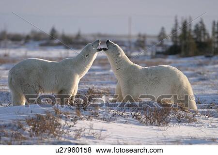 Stock Photo - Male Polar Bears, Ursus maritimus, beginning to engage in ritualistic mock fighting (serious injuries are rare), near Churchill, northern Manitoba, Hudson Bay, Canada. Fotosearch