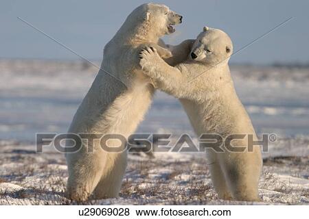 Stock Photo - Male Polar Bears, Ursus maritimus, engaged in ritualistic mock fighting (serious injuries are rare), near Churchill, northern Manitoba, Hudson Bay, Canada. Fotosearch