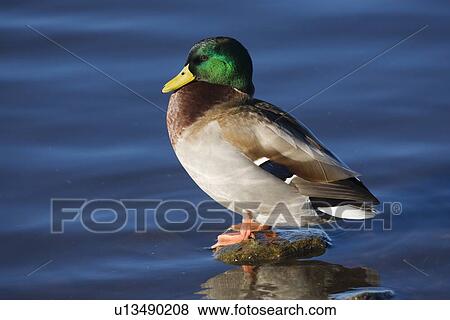 Stock Photo - Mallard (Anas platyrhynchos) drake. UK. Fotosearch