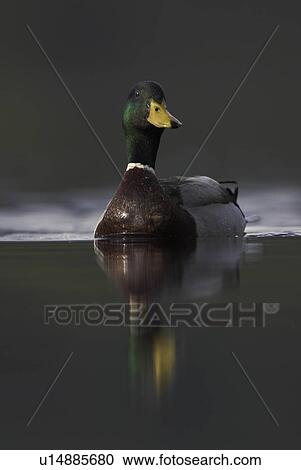 Mallard (Anas Pltyrhynchos), portrait of a sea going Mallard male. View Large Photo Image Stock Image - Mallard (Anas Pltyrhynchos), portrait of a sea going Mallard male.. Fotosearch