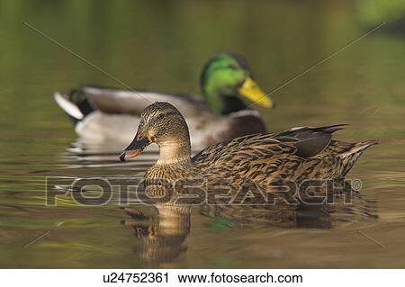 Mallard duck with drake (Anas platyrhynchos). UK View Large Photo Image Stock Image - Mallard duck with drake (Anas platyrhynchos). UK. Fotosearch