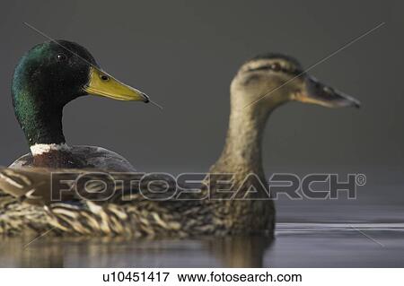 Stock Photo - Mallard male (Anas paltyrhynchos) head shot with female headshot in foreground with reflection in early morning light on Loch Etive, Scotland. Fotosearch