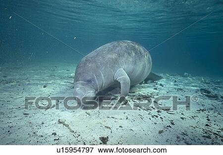 Manatee (Trichechus manatus latirostris). Florida, USA View Large Photo Image Stock Photo - Manatee (Trichechus manatus latirostris). Florida, USA. Fotosearch