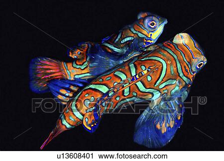 Mandarin Fish (Synchiropus splendidus). Mabul, Borneo, Malaysia View Large Photo Image Stock Image - Mandarin Fish (Synchiropus splendidus). Mabul, Borneo, Malaysia. Fotosearch