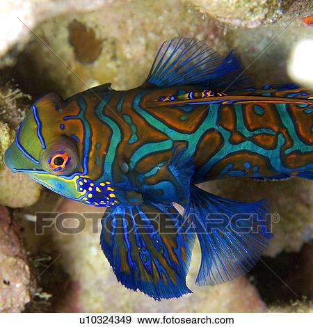 Mandarin fish, Synchiropus splendidus, male, Malapascua, Cebu, Philippines, Visayan Sea View Large Photo Image Stock Photo - Mandarin fish, Synchiropus splendidus, male, Malapascua, Cebu, Philippines, Visayan Sea. Fotosearch