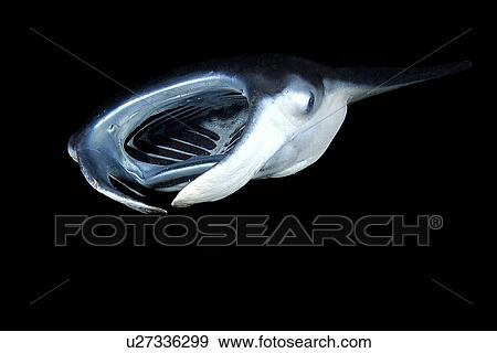 Manta ray, Manta birostris, feeding at night, Kailua-Kona, Big Island, Hawaii View Large Photo Image Stock Photo - Manta ray, Manta birostris, feeding at night, Kailua-Kona, Big Island, Hawaii. Fotosearch