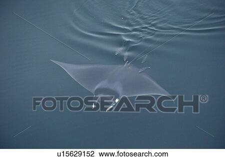 Stock Image - Manta ray (Manta birostris) passing underwater close to the bow of a ship working off-shore, with escort of small fish. Offshore Angola, West Africa . Fotosearch