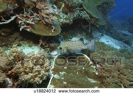 Stock Image - Many-spotted sweetlips, Plectorhinchus chaetodontoides, rests next to the reef, Coconut point, Apo island Marine Reserve, Philippines. Fotosearch