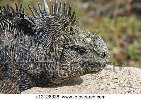 Stock Photo - Marine iguana on roadside. Galapagos.. Fotosearch