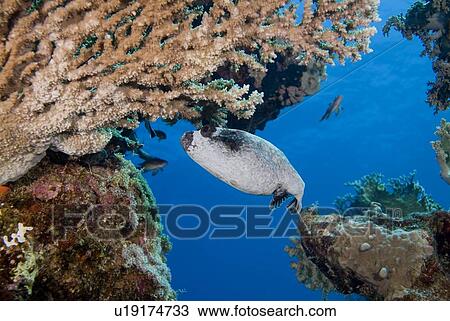 Masked Pufferfish (Arothron diadematus). Usually solo, seen here feeding on Acropora Sp. coral. Seen in large groups only during the breeding season. Found only in the Red Sea. Red Sea. View Large Photo Image Stock Image - Masked Pufferfish (Arothron diadematus). Usually solo, seen here feeding on Acropora Sp. coral. Seen in large groups only during the breeding season. Found only in the Red Sea. Red Sea.. Fotosearch