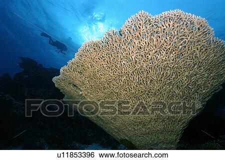 Stock Photograph - Massive table coral, Acropora sp., Rongelap, Marshall Islands, Micronesia. Fotosearch