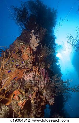 Mast encrusted with clams, sponges and soft corals, Shinkoku Maru, Truk lagoon, Chuuk, Federated States of Micronesia, Pacific View Large Photo Image Stock Image - Mast encrusted with clams, sponges and soft corals, Shinkoku Maru, Truk lagoon, Chuuk, Federated States of Micronesia, Pacific. Fotosearch