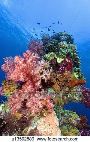 Mast encrusted with soft coral, Dendronephthya sp.,Shinkoku Maru, Truk lagoon, Chuuk, Federated States of Micronesia, Pacific View Large Photo Image Stock Photo - Mast encrusted with soft coral, Dendronephthya sp.,Shinkoku Maru, Truk lagoon, Chuuk, Federated States of Micronesia, Pacific. Fotosearch
