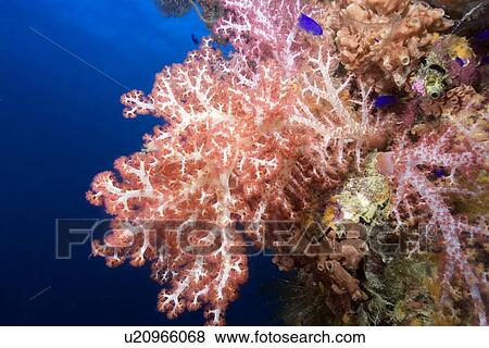 Stock Photo - Mast encrusted with soft coral, Dendronephthya sp., Shinkoku Maru, Truk lagoon, Chuuk, Federated States of Micronesia, Pacific. Fotosearch