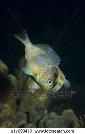 Mating Hamlet fish. Caymans. View Large Photo Image Stock Photo - Mating Hamlet fish. Caymans.. Fotosearch