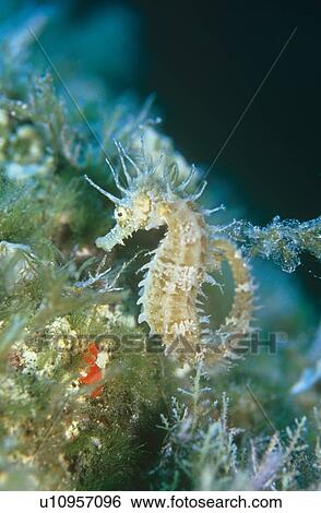 Mediterranean Seahorse. (Hippocampus) Gozo, Malta. View Large Photo Image Stock Photograph - Mediterranean Seahorse. (Hippocampus) Gozo, Malta.. Fotosearch