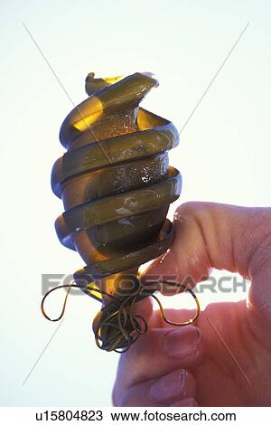 Mexican Horn Shark (Heterodontus mexicanus) egg case held up to the light (detail) Northern Gulf of California (Sea of Cortez), Mexico. View Large Photo Image Stock Image - Mexican Horn Shark (Heterodontus mexicanus) egg case held up to the light (detail) Northern Gulf of California (Sea of Cortez), Mexico.. Fotosearch