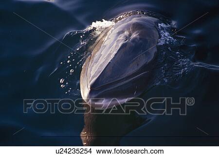 Minke whale (Balaenoptera acutorostrata) lifting its rostrum above the surface and associating with whale watching boat. Slender rostrum and small blow hole typical of minke View Large Photo Image Picture - Minke whale (Balaenoptera acutorostrata) lifting its rostrum above the surface and associating with whale watching boat. Slender rostrum and small blow hole typical of minke. Fotosearch