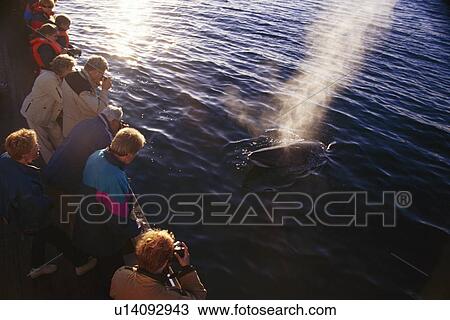 Stock Image - Minke whale ( Balaenoptera acutorostrata) associating with North Sailing whale-watching boat. Blow lit up by low light Fjordland, in far north of Iceland.. Fotosearch